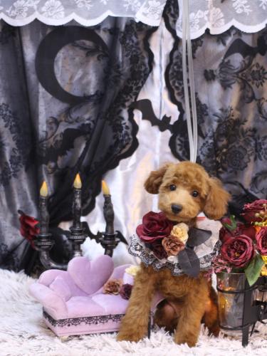 20231011ハッピーくん